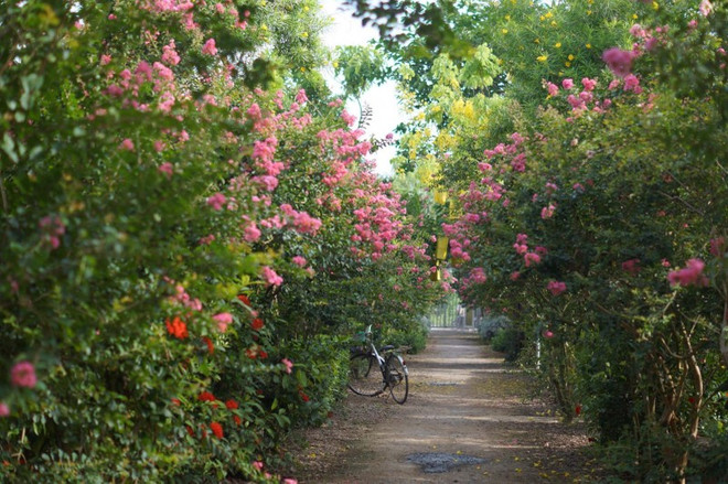 在奇花异草之处打卡 ảnh 1 在奇花异草之处打卡 ảnh 1