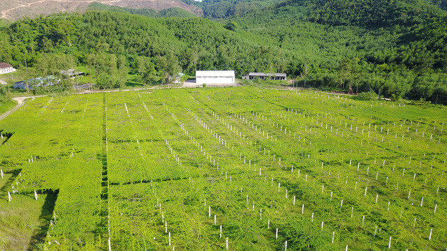 乂安西部发展森林药材产业 助力脱贫攻坚 ảnh 1 乂安西部发展森林药材产业 助力脱贫攻坚 ảnh 1
