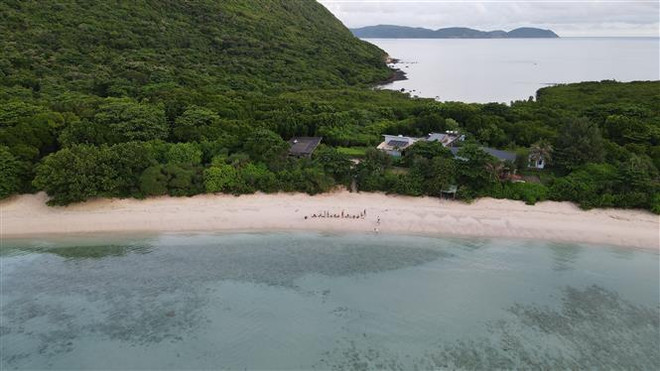 越南昆岛国家公园将近12万只小海龟放回大海 ảnh 1 越南昆岛国家公园将近12万只小海龟放回大海 ảnh 1