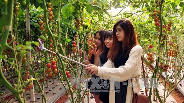 越南大叻市农业旅游颇具游客的青睐 ảnh 1 越南大叻市农业旅游颇具游客的青睐 ảnh 1