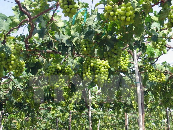 2016年宁顺葡萄与葡萄酒节将于本月底举行 ảnh 1 2016年宁顺葡萄与葡萄酒节将于本月底举行 ảnh 1