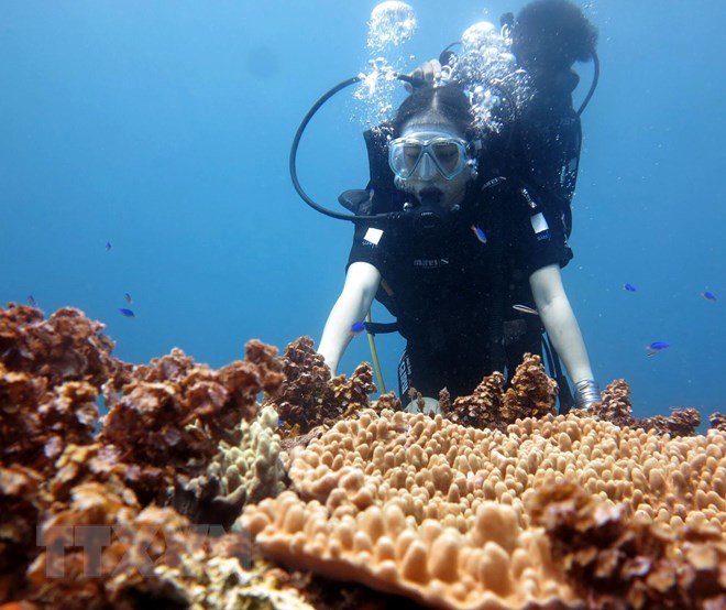 广义省水下拱门吸引游客 ảnh 1 广义省水下拱门吸引游客 ảnh 1