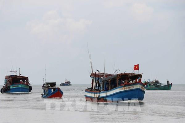 解除IUU“黄牌”警告:加大对非法捕捞行为的检查与处理力度 ảnh 1 解除IUU“黄牌”警告:加大对非法捕捞行为的检查与处理力度 ảnh 1