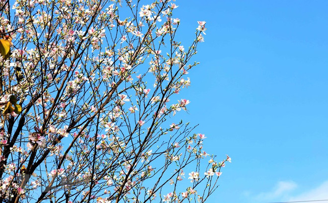 来山罗省观赏美丽的羊蹄甲花 ảnh 1