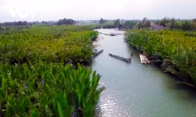 世界文化遗产城市会安打造“绿色旅游”模式 ảnh 1 世界文化遗产城市会安打造“绿色旅游”模式 ảnh 1