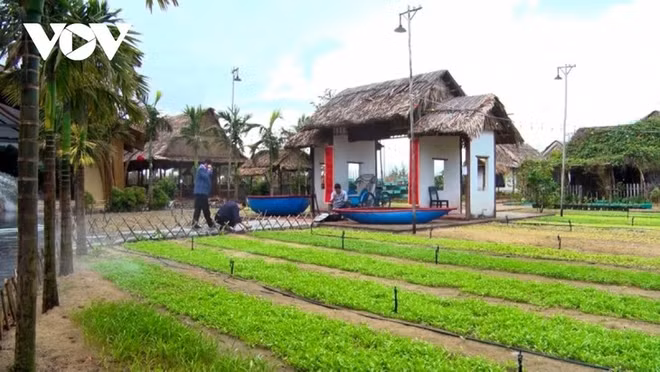 世界文化遗产城市会安打造“绿色旅游”模式 ảnh 2 世界文化遗产城市会安打造“绿色旅游”模式 ảnh 2