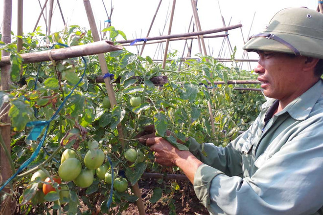 越日加强农业合作 ảnh 1 越日加强农业合作 ảnh 1