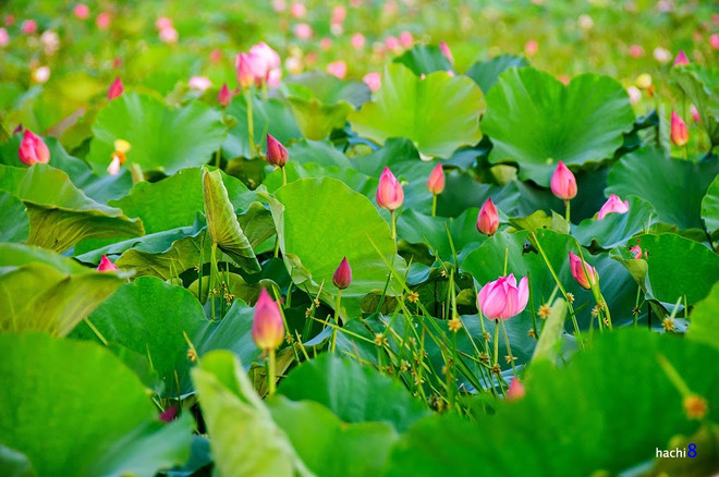 莲花给人一种美的享受，让人赏心悦目 ảnh 5