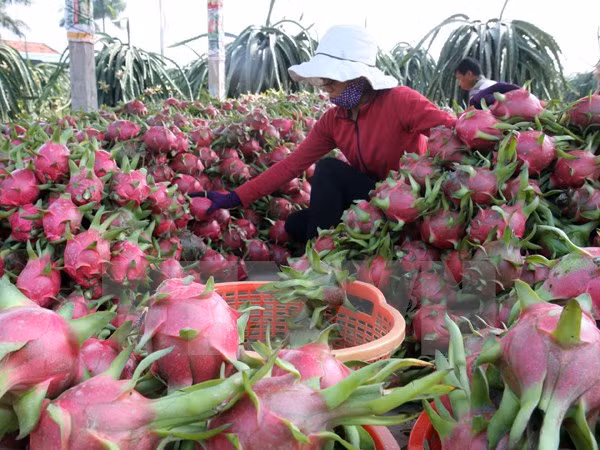 使越南农产品在韩国市场站稳脚跟 ảnh 1 使越南农产品在韩国市场站稳脚跟 ảnh 1