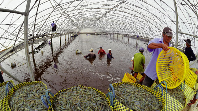 金瓯省努力扩大虾类出口市场 ảnh 1