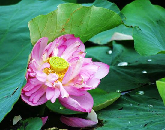 莲花给人一种美的享受，让人赏心悦目 ảnh 2