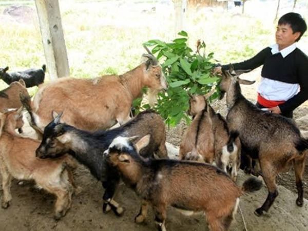 今年前6月政策性贷款增长率完成计划的67% ảnh 1