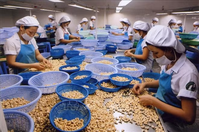  2022年第一季度腰果出口量小幅下降 ảnh 1