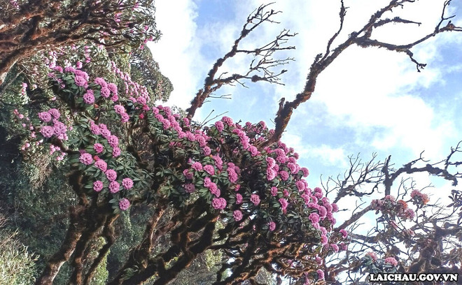 探索莱州省峰峦雄伟的山峰 ảnh 3