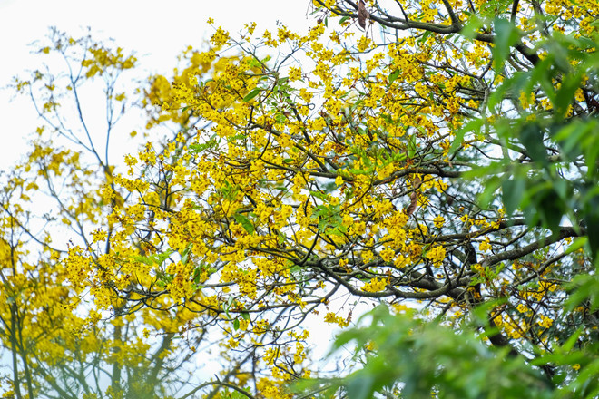 山茶半岛进入盾柱木花季 ảnh 2