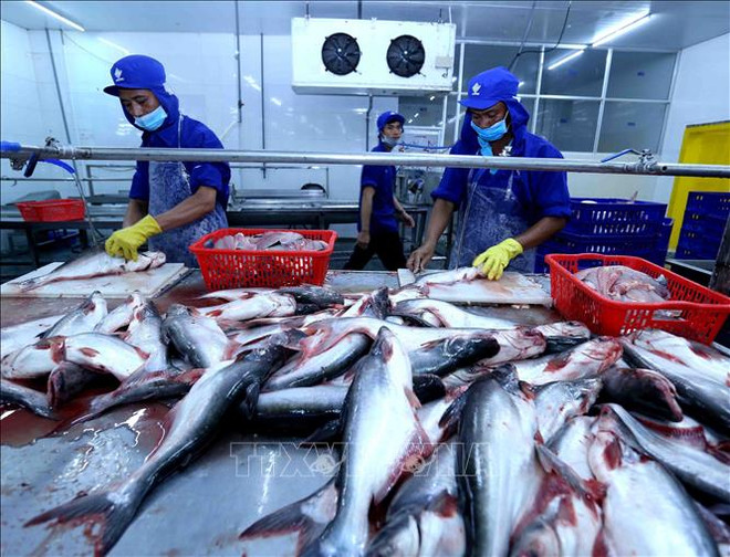 疏通水产品出口市场堵点 ảnh 1