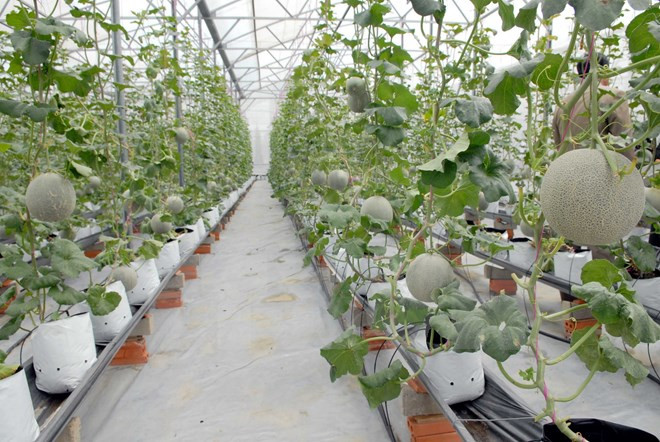 胡志明市与古巴分享发展农业的经验 ảnh 1 胡志明市与古巴分享发展农业的经验 ảnh 1