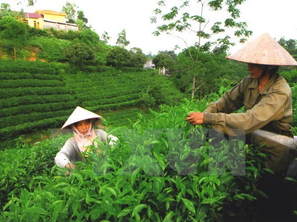 宣光省采用越南良好农业规范认证标准生产茶叶 ảnh 1 宣光省采用越南良好农业规范认证标准生产茶叶 ảnh 1