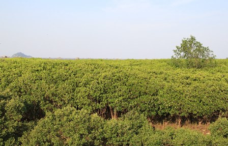 越南清化省大力推进红树林种植 抵抗自然灾害 ảnh 1 越南清化省大力推进红树林种植 抵抗自然灾害 ảnh 1
