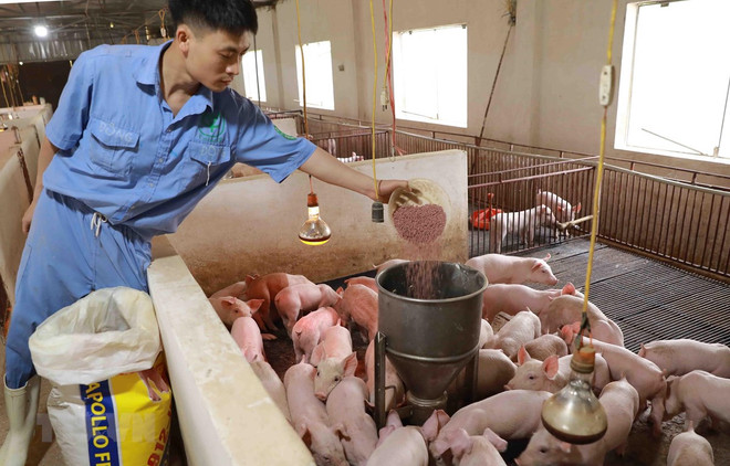 越南畜牧业应对饲料价格增长所带来的挑战 ảnh 1 越南畜牧业应对饲料价格增长所带来的挑战 ảnh 1