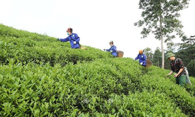 世行:越南贫困率明显下降 ảnh 1 世行:越南贫困率明显下降 ảnh 1