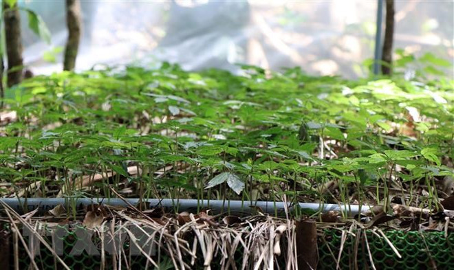 山罗省少数民族同胞靠种植玉灵人参消除贫困 ảnh 1 山罗省少数民族同胞靠种植玉灵人参消除贫困 ảnh 1