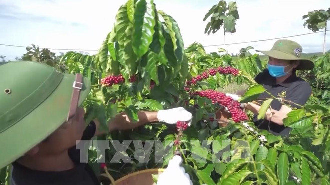 为对中国台湾和香港出口茶叶和咖啡的企业提供咨询 ảnh 1 为对中国台湾和香港出口茶叶和咖啡的企业提供咨询 ảnh 1