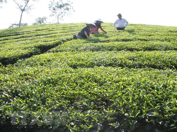 为对中国台湾和香港出口茶叶和咖啡的企业提供咨询 ảnh 2 为对中国台湾和香港出口茶叶和咖啡的企业提供咨询 ảnh 2