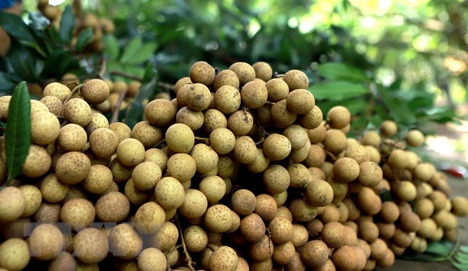 河内市首次向美国和欧洲出口19吨晚熟龙眼 ảnh 1 河内市首次向美国和欧洲出口19吨晚熟龙眼 ảnh 1
