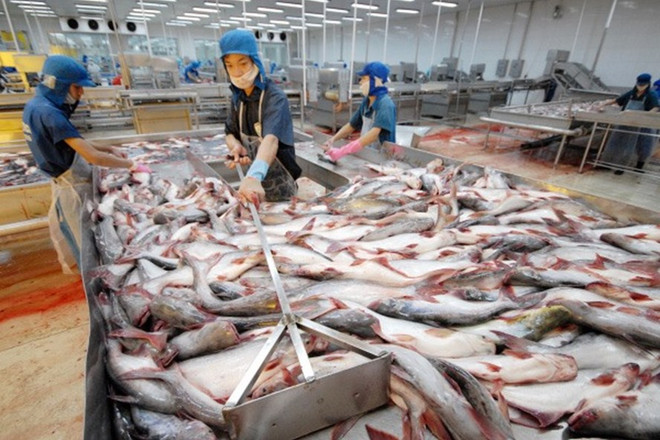 前8月份越南水产品出口额达55亿美元 ảnh 1 前8月份越南水产品出口额达55亿美元 ảnh 1