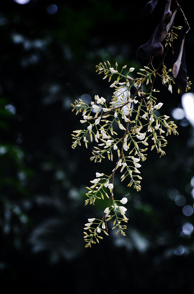 河内十二月份之十二花季 ảnh 3 河内十二月份之十二花季 ảnh 3