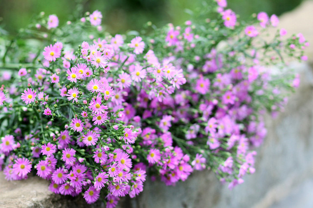 河内十二月份之十二花季 ảnh 11 河内十二月份之十二花季 ảnh 11