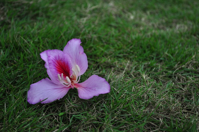 河内十二月份之十二花季 ảnh 2 河内十二月份之十二花季 ảnh 2