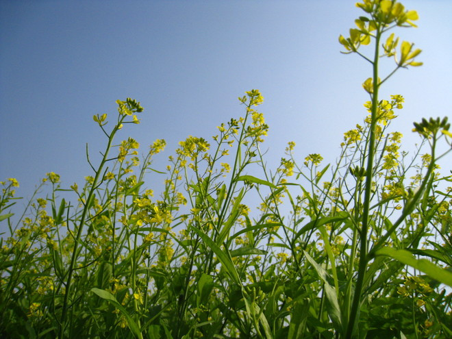河内十二月份之十二花季 ảnh 12 河内十二月份之十二花季 ảnh 12