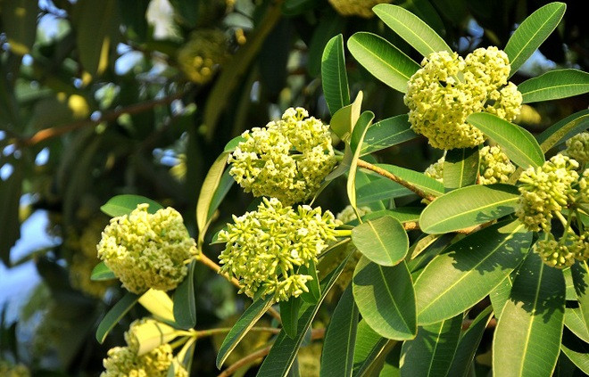 河内十二月份之十二花季 ảnh 9 河内十二月份之十二花季 ảnh 9