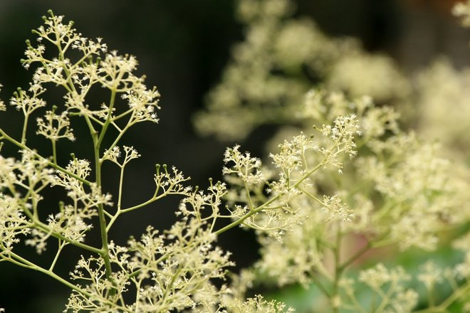 河内十二月份之十二花季 ảnh 8 河内十二月份之十二花季 ảnh 8