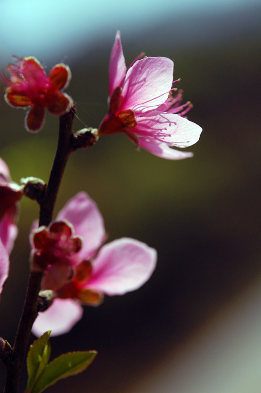 河内十二月份之十二花季 ảnh 1 河内十二月份之十二花季 ảnh 1