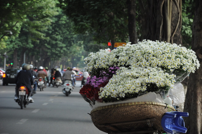 河内十二月份之十二花季 ảnh 10 河内十二月份之十二花季 ảnh 10