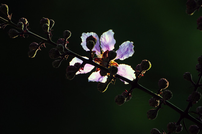 河内十二月份之十二花季 ảnh 5 河内十二月份之十二花季 ảnh 5