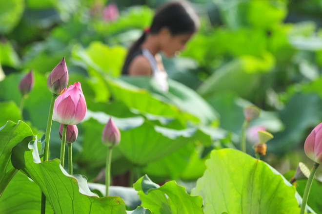 河内十二月份之十二花季 ảnh 6 河内十二月份之十二花季 ảnh 6