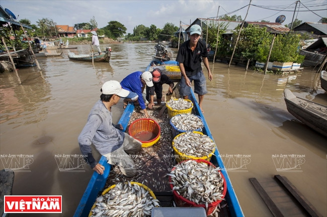 安江——平安边境省 ảnh 10 安江——平安边境省 ảnh 10