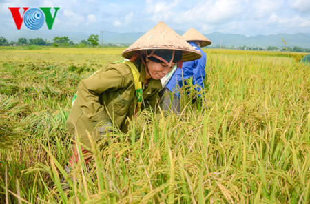 以国际标准生产稻米 提高竞争力 ảnh 1