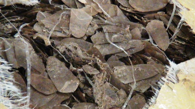 内排国际机场口岸海关查获大量走私穿山甲鳞片 ảnh 1