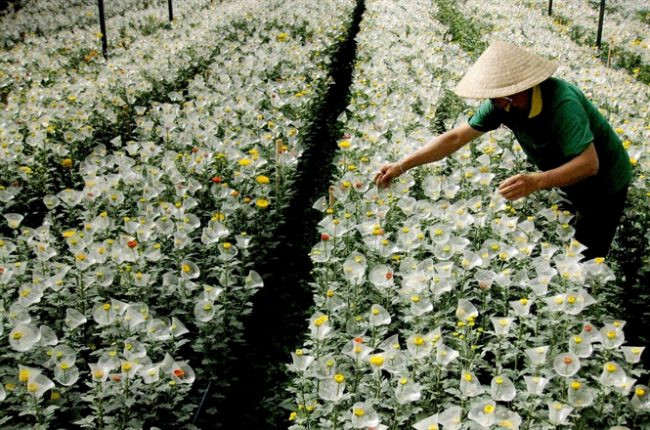 日本在林同省开展花卉种植合作项目 ảnh 1