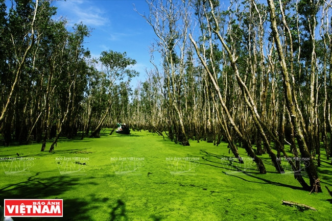 安江——平安边境省 ảnh 17 安江——平安边境省 ảnh 17