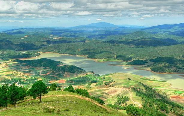 林同省浪平山上种植1000棵喜马拉雅樱桃树 ảnh 1  林同省浪平山上种植1000棵喜马拉雅樱桃树 ảnh 1