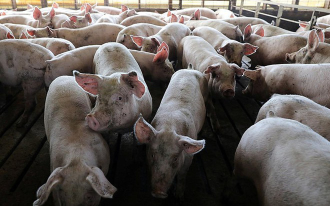 非洲猪瘟疫情继续肆虐全国各地 ảnh 1 非洲猪瘟疫情继续肆虐全国各地 ảnh 1