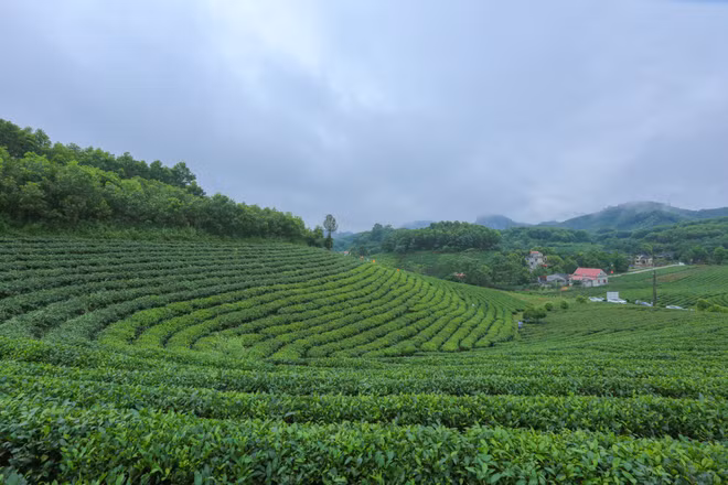 打造驰名品牌 恢复发展传统的球江茶区 ảnh 1