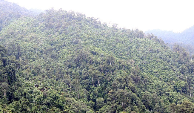 老街省林木覆盖率高于全国平均水平 ảnh 1 老街省林木覆盖率高于全国平均水平 ảnh 1