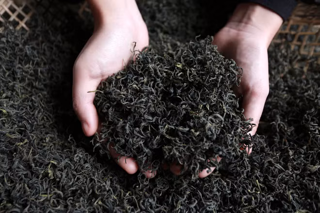 打造驰名品牌 恢复发展传统的球江茶区 ảnh 2
